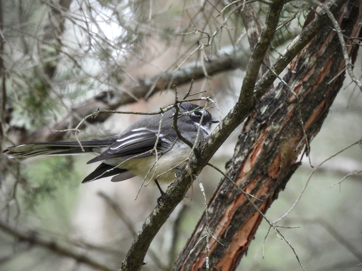 Gray Fantail Gray Fantail