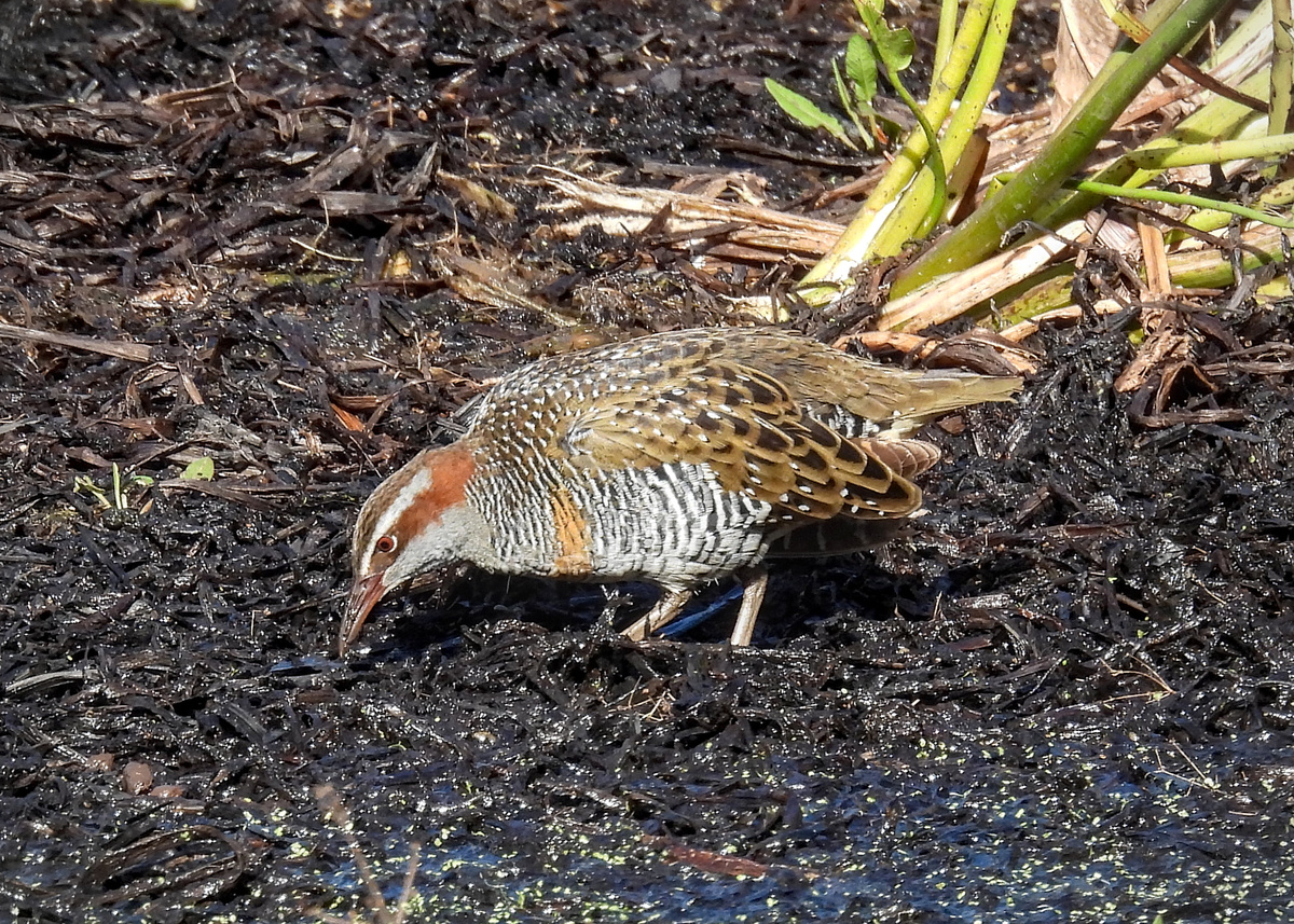 Buff-banded Rail Buff-banded Rail