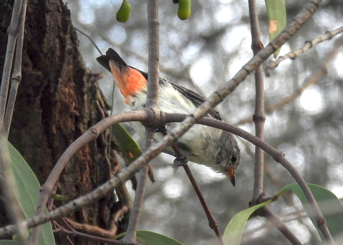 Mistletoebird Mistletoebird