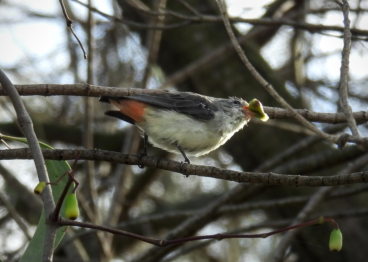 Mistletoebird Mistletoebird