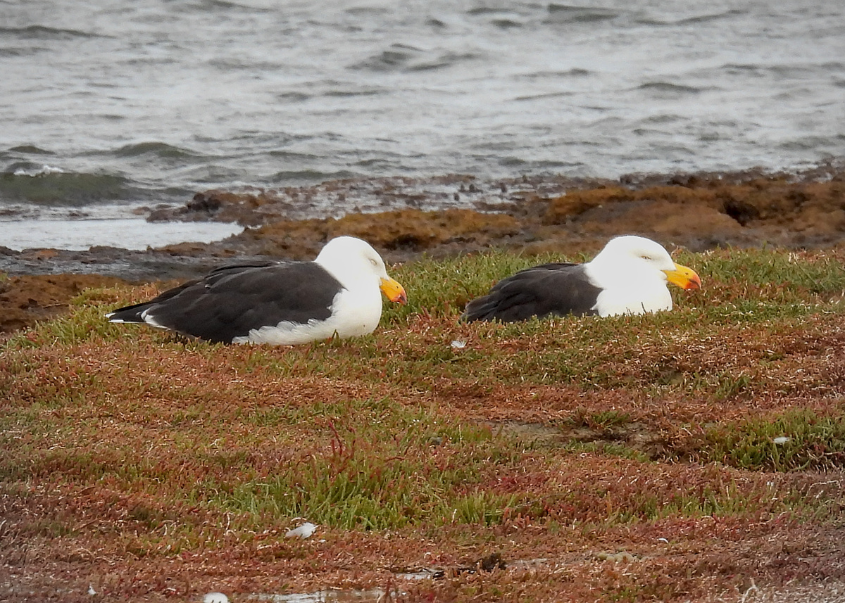 Pacific Gull Pacific Gull