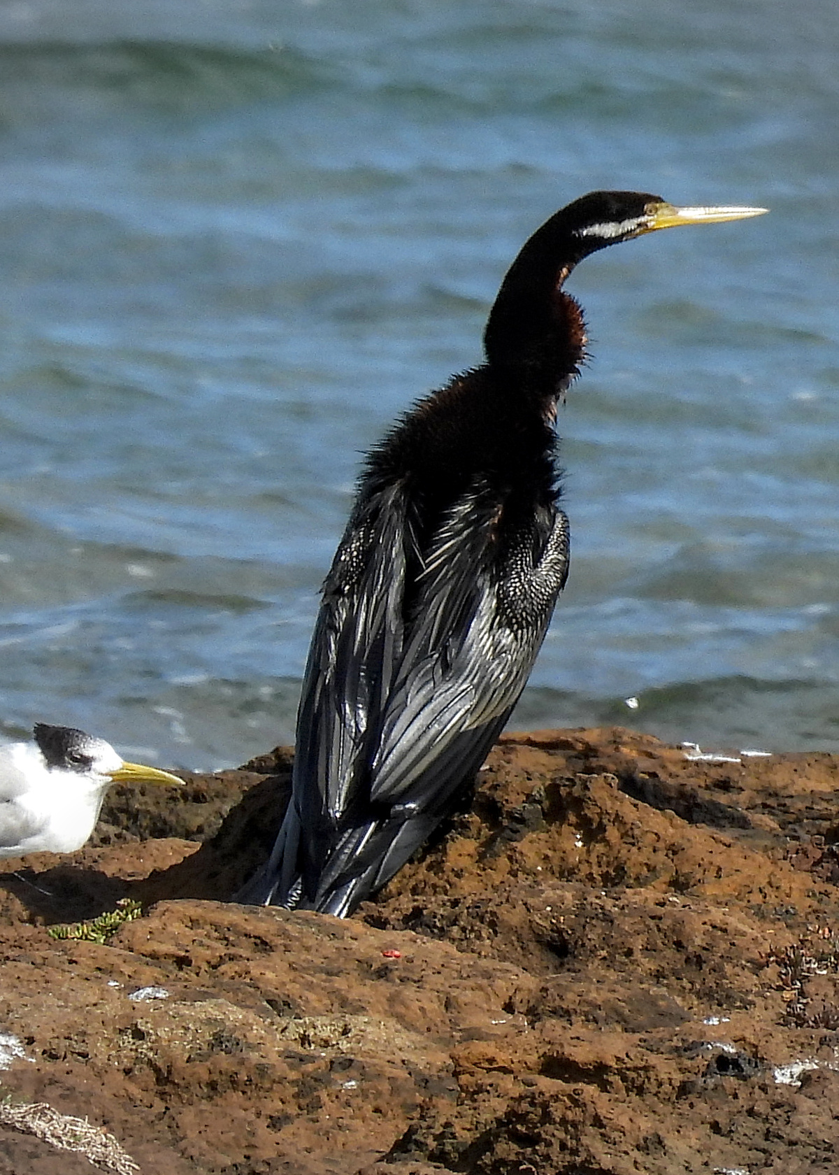 Australasian Darter Australasian Darter