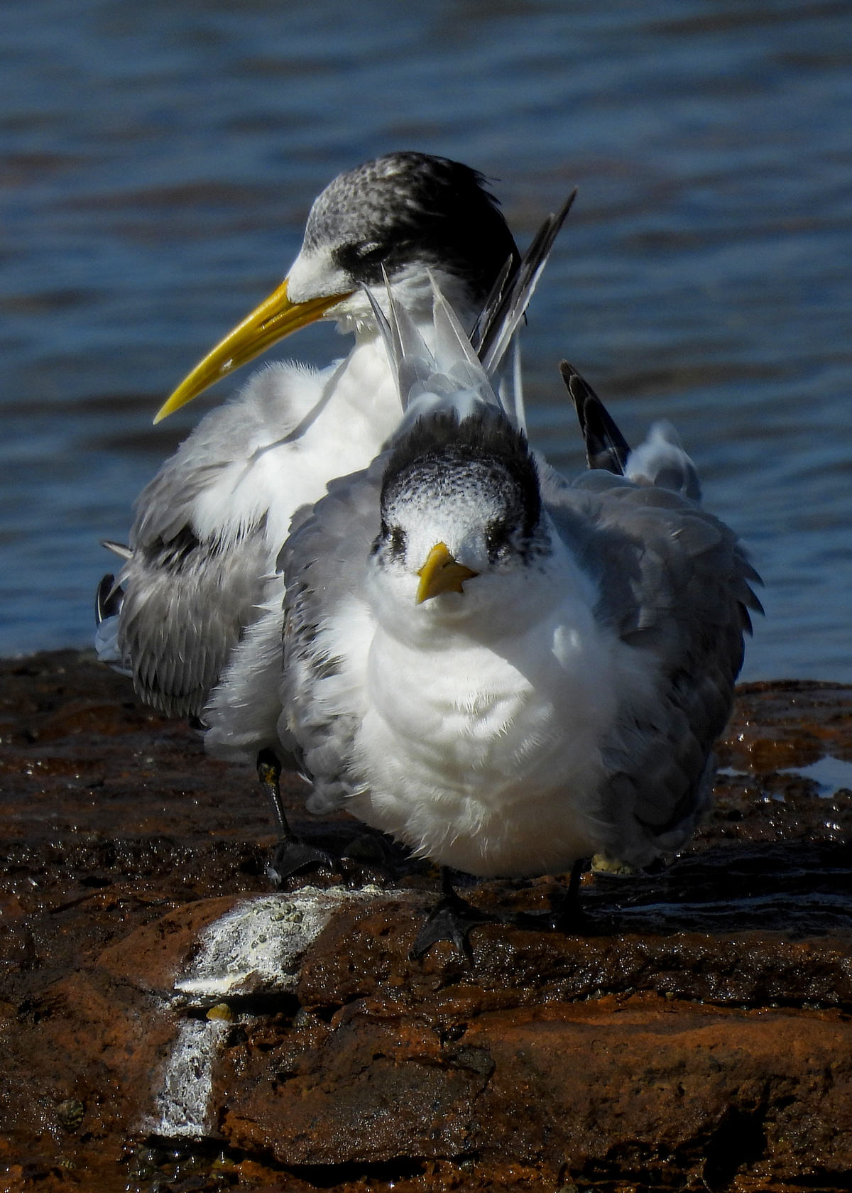 Great Crested Tern Great Crested Tern