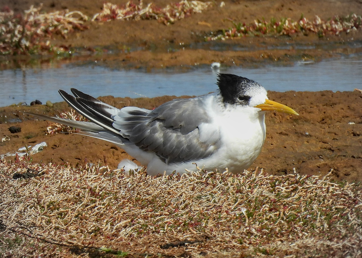 Great Crested Tern Great Crested Tern