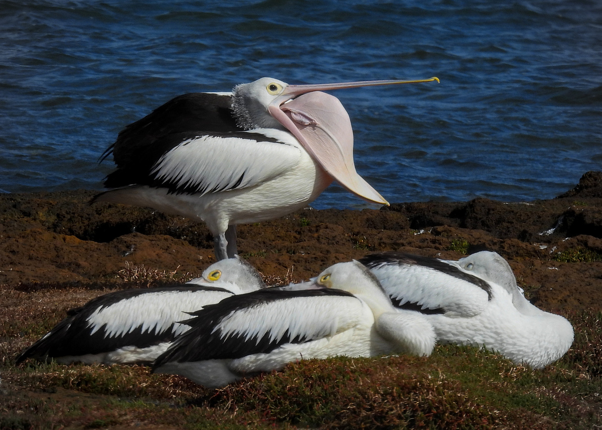 Australian Pelican Australian Pelican