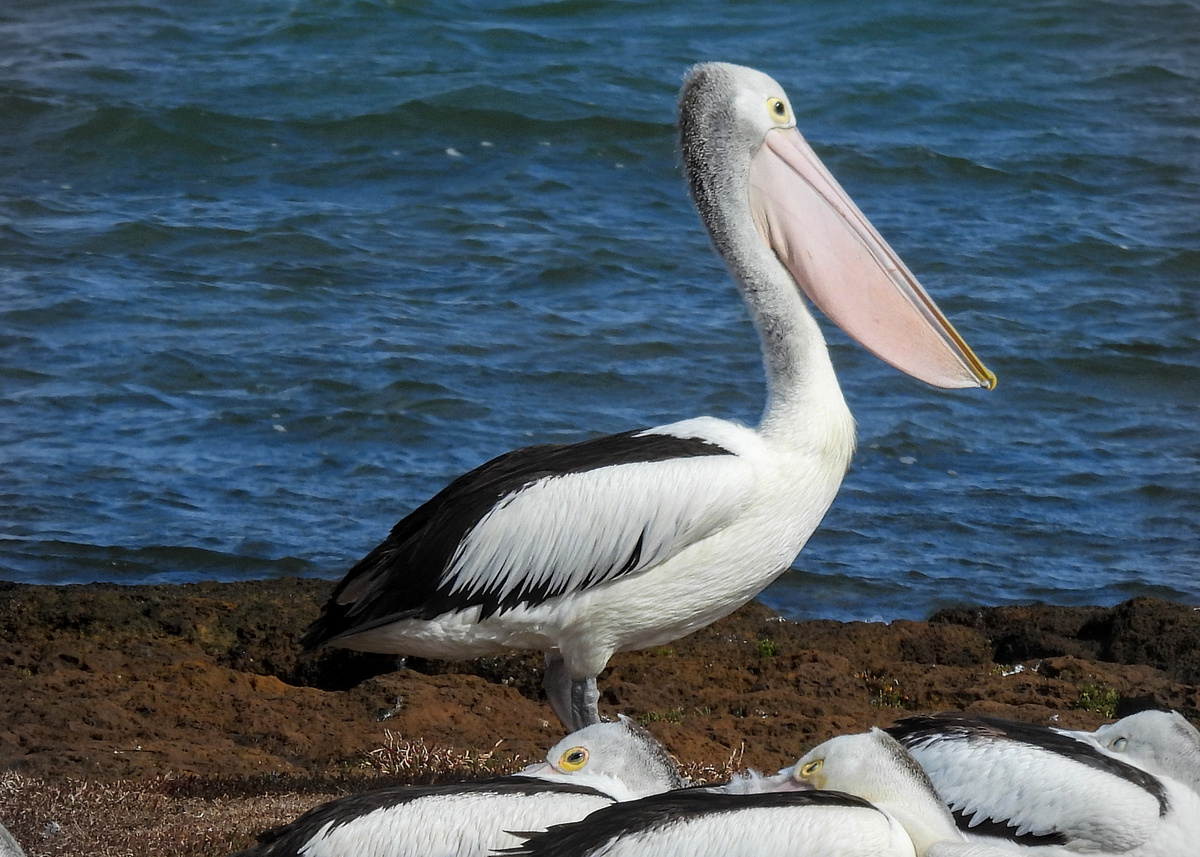 Australian Pelican Australian Pelican