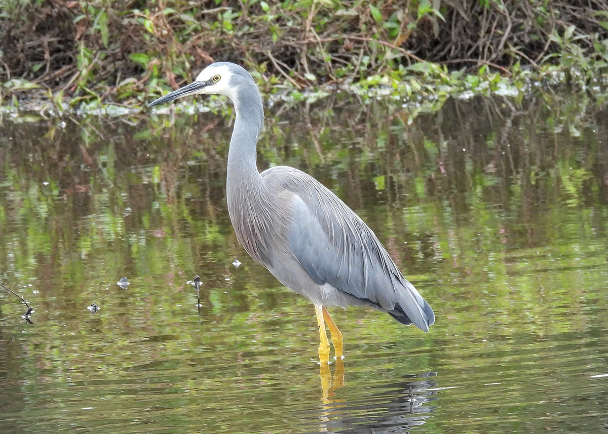 White-faced Heron White-faced Heron