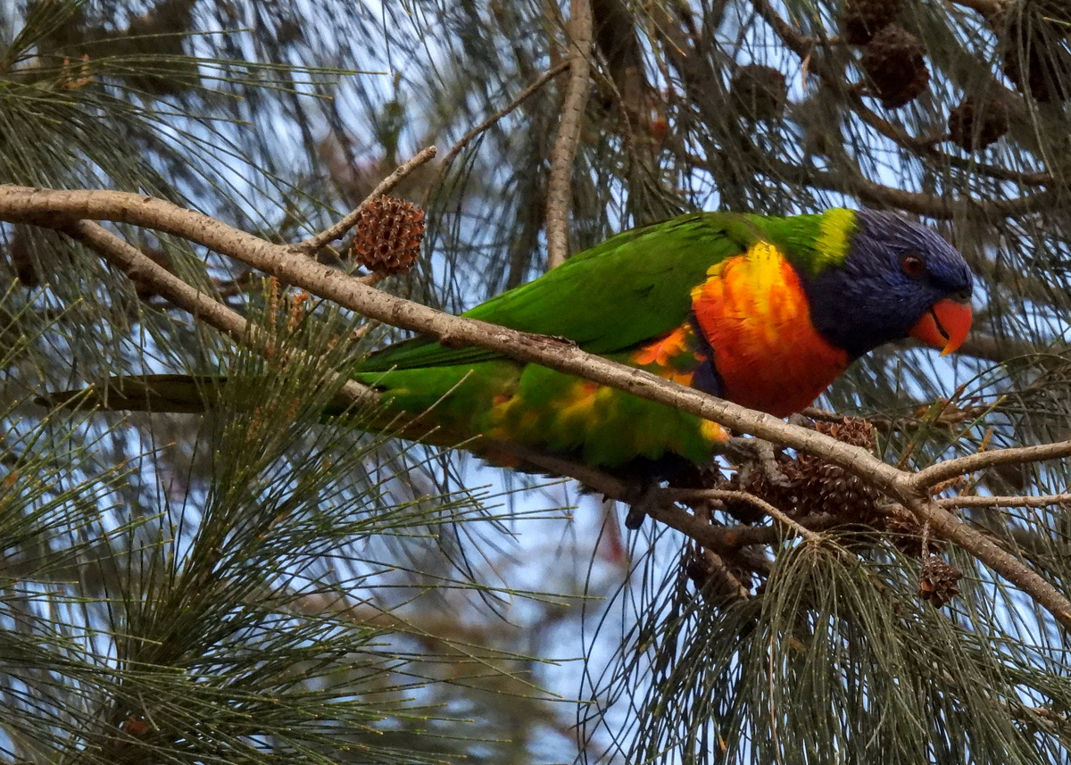 Rainbow Lorikeet Rainbow Lorikeet