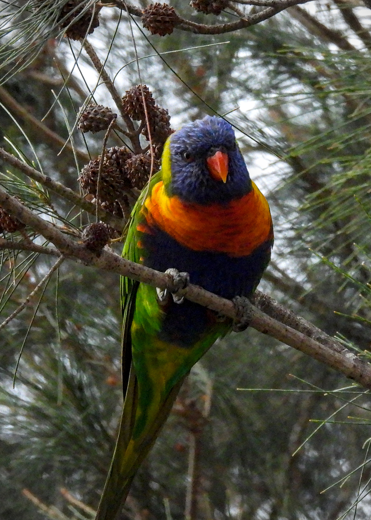 Rainbow Lorikeet Rainbow Lorikeet