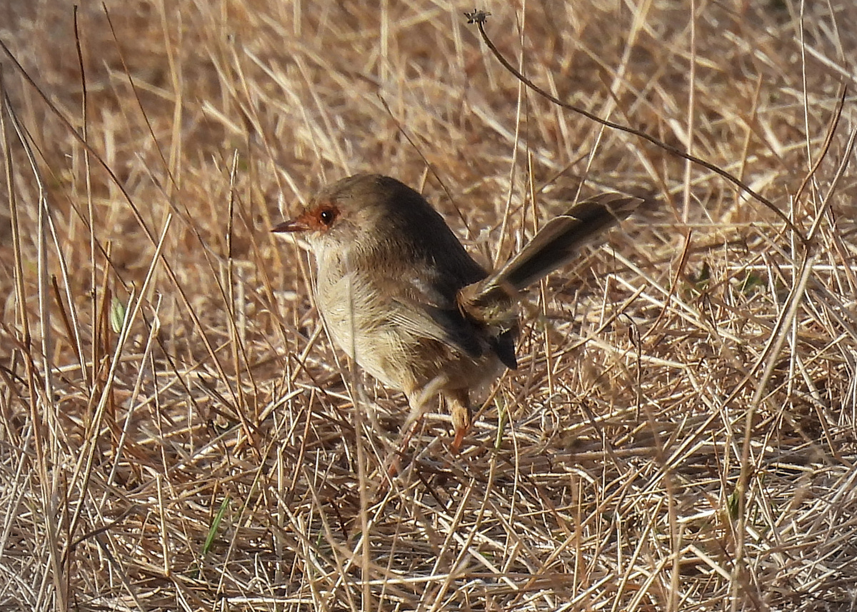Superb Fairywren Superb Fairywren