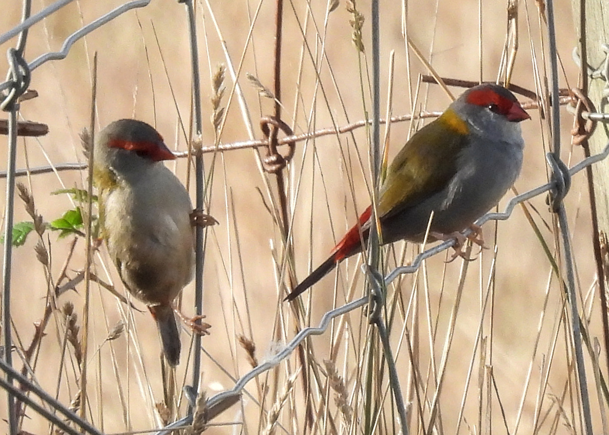 Red-browed Firetail Red-browed Firetail