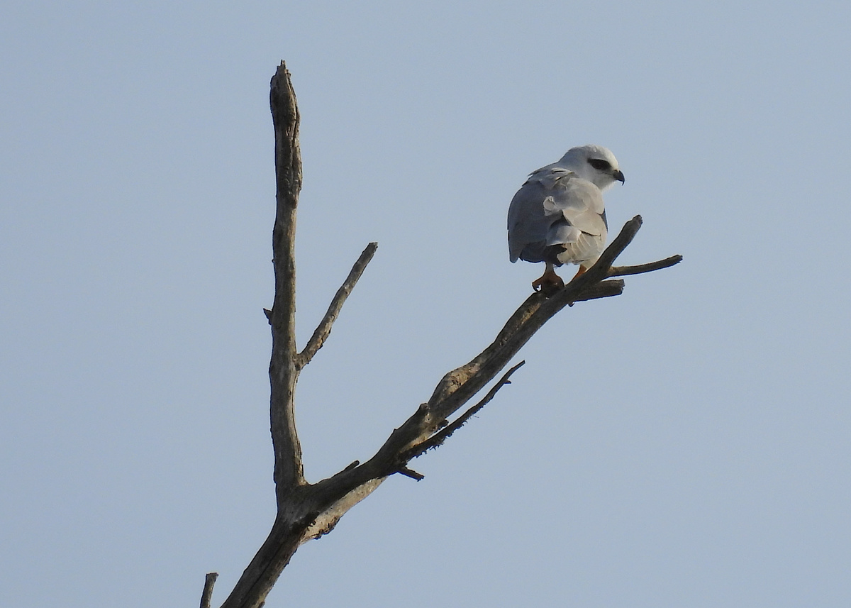 Black-shouldered Kite Black-shouldered Kite