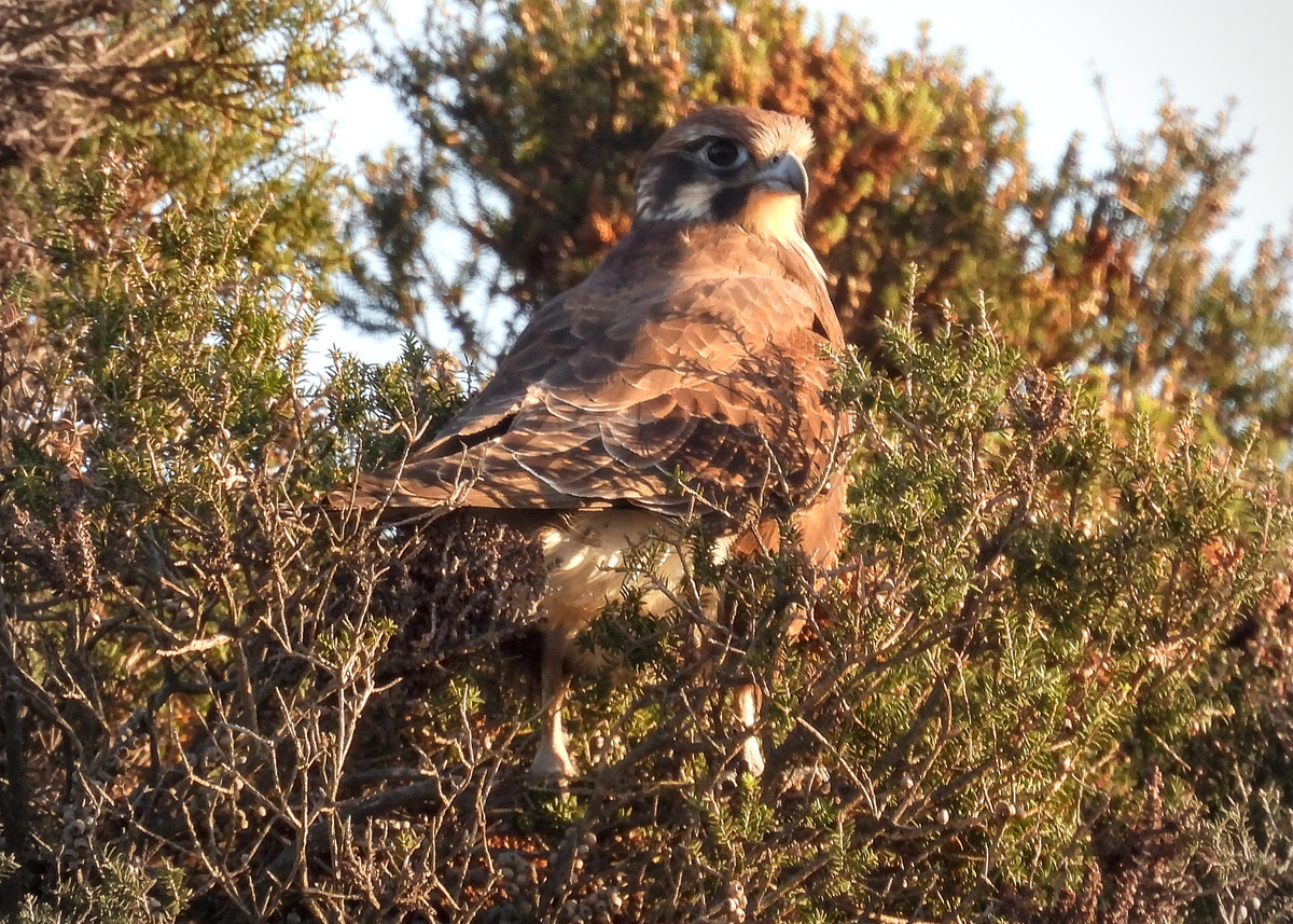 Brown Falcon Brown Falcon
