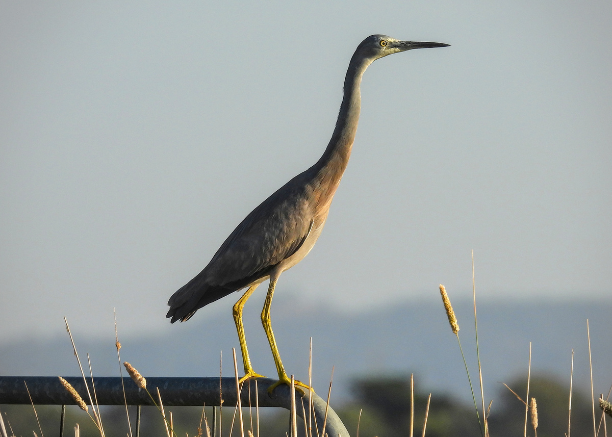 White-faced Heron White-faced Heron