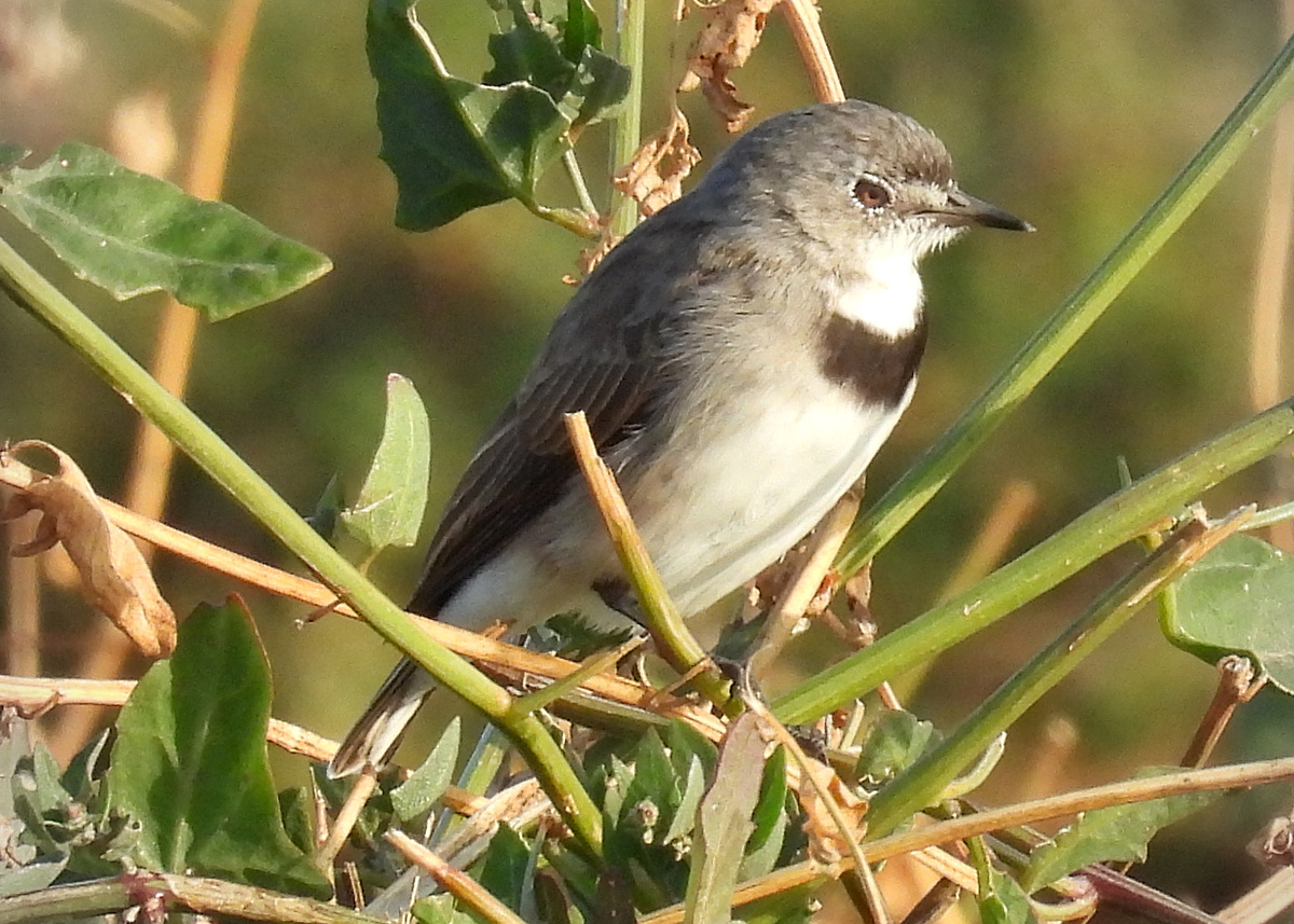 White-fronted Chat White-fronted Chat