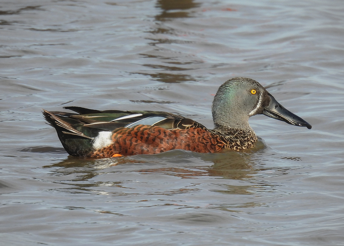 Australasian Shoveler Australasian Shoveler