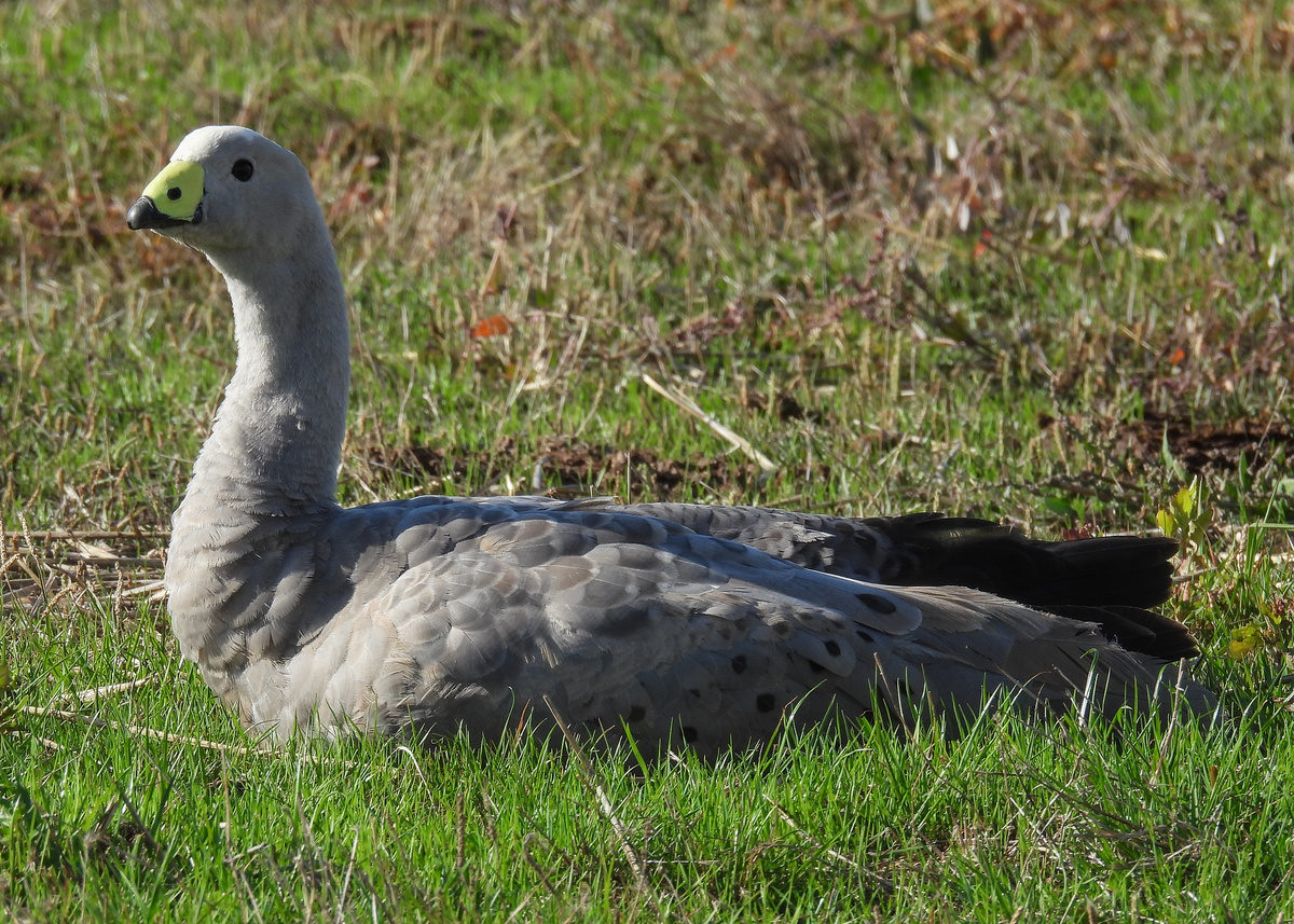 Cape Barren Goose Cape Barren Goose