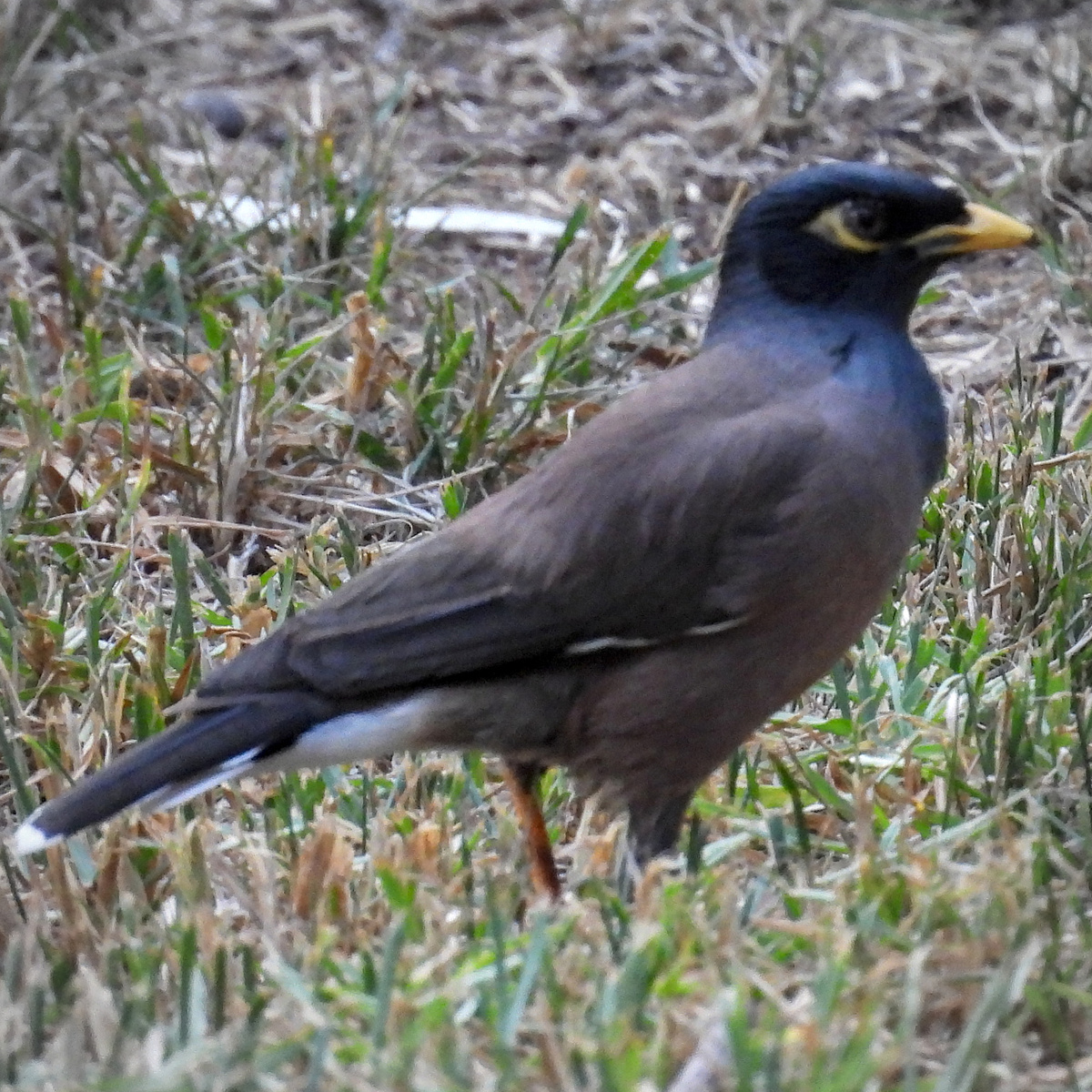 Common Myna Common Myna
