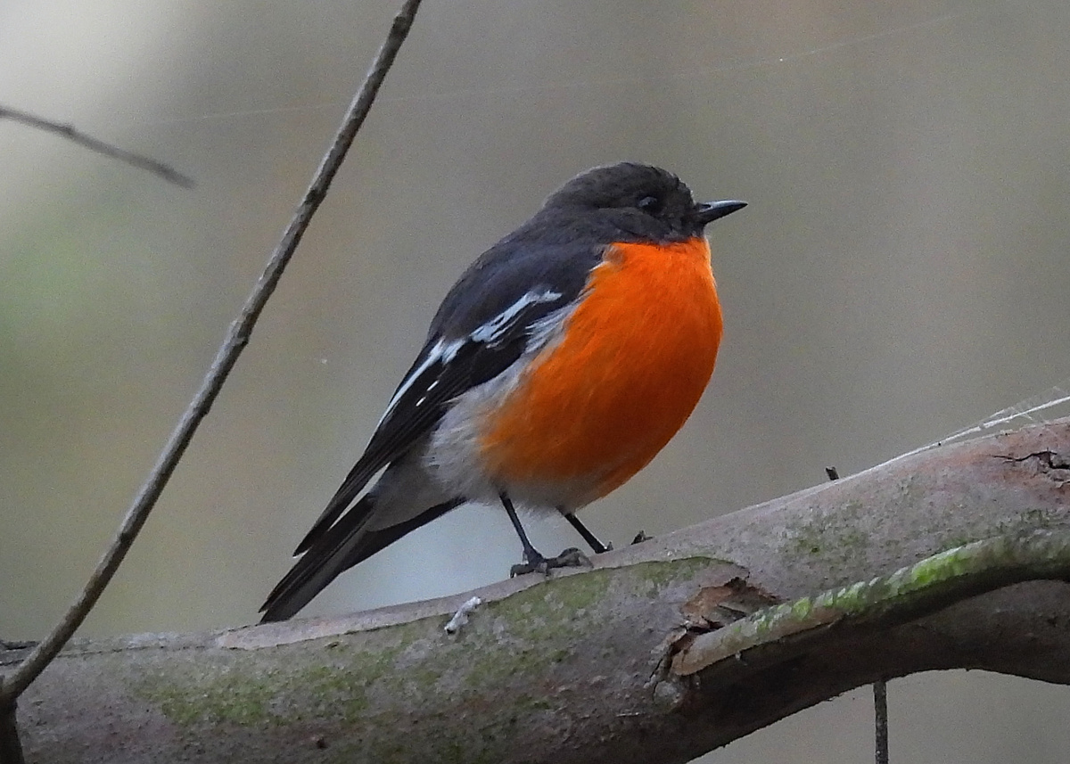 Flame Robin Flame Robin