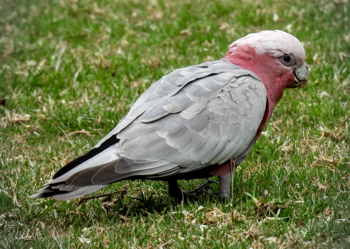 Galah Galah