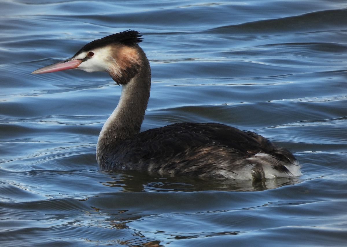 Great Crested Grebe Great Crested Grebe