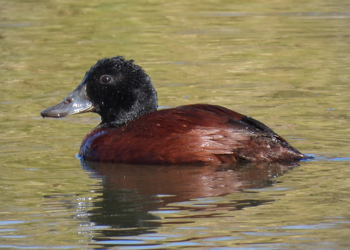 Blue-billed Duck Blue-billed Duck
