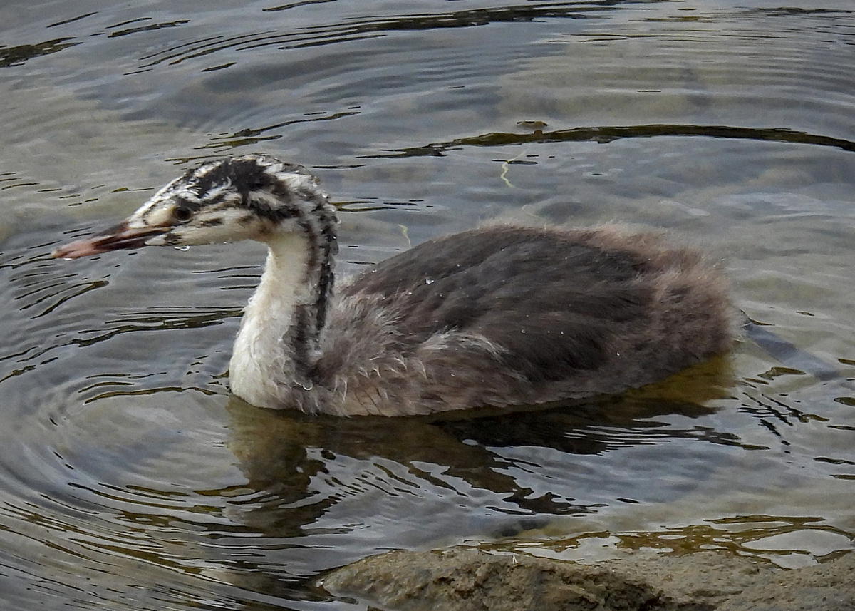 Great Crested Grebe Great Crested Grebe