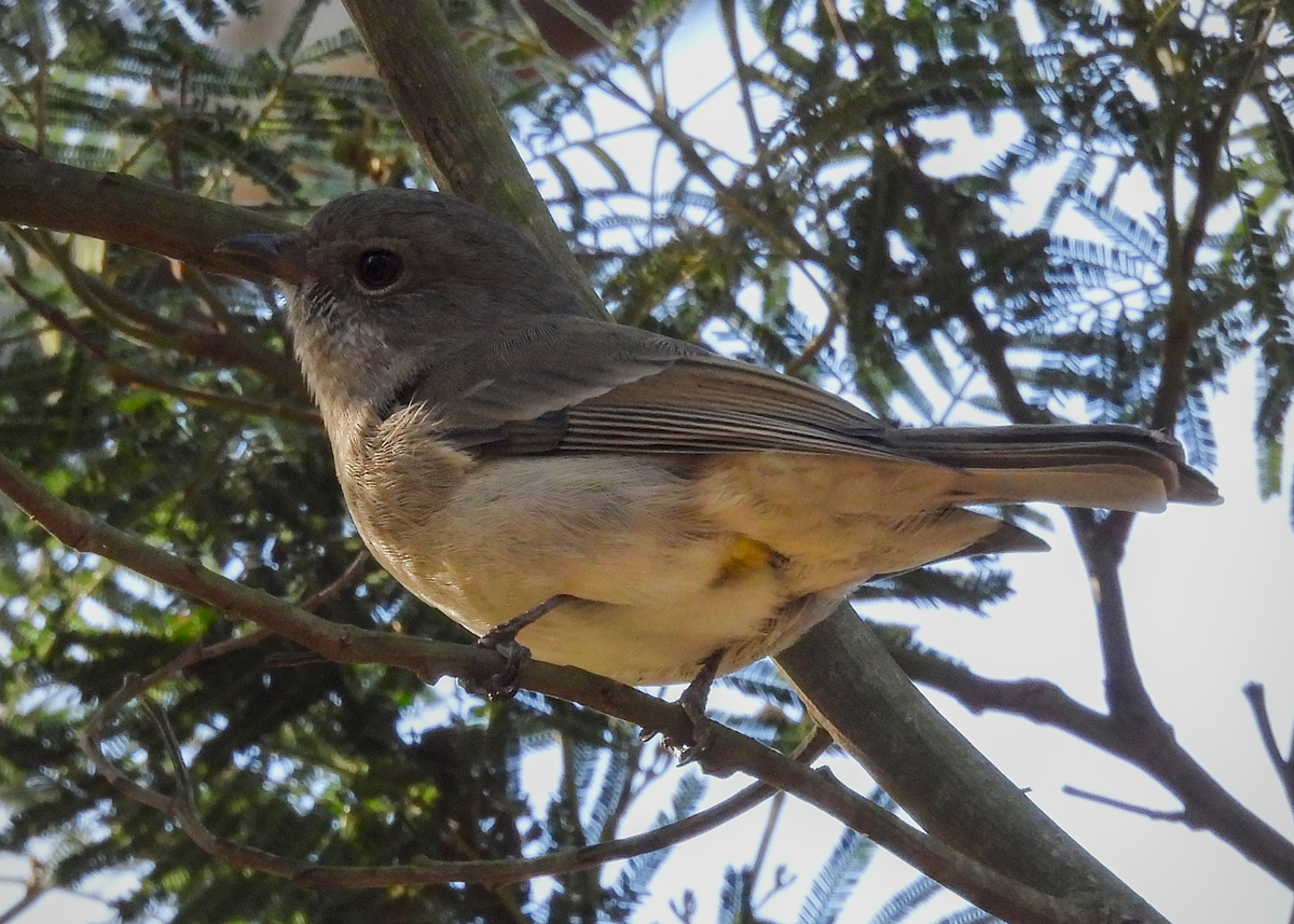 Golden Whistler Golden Whistler