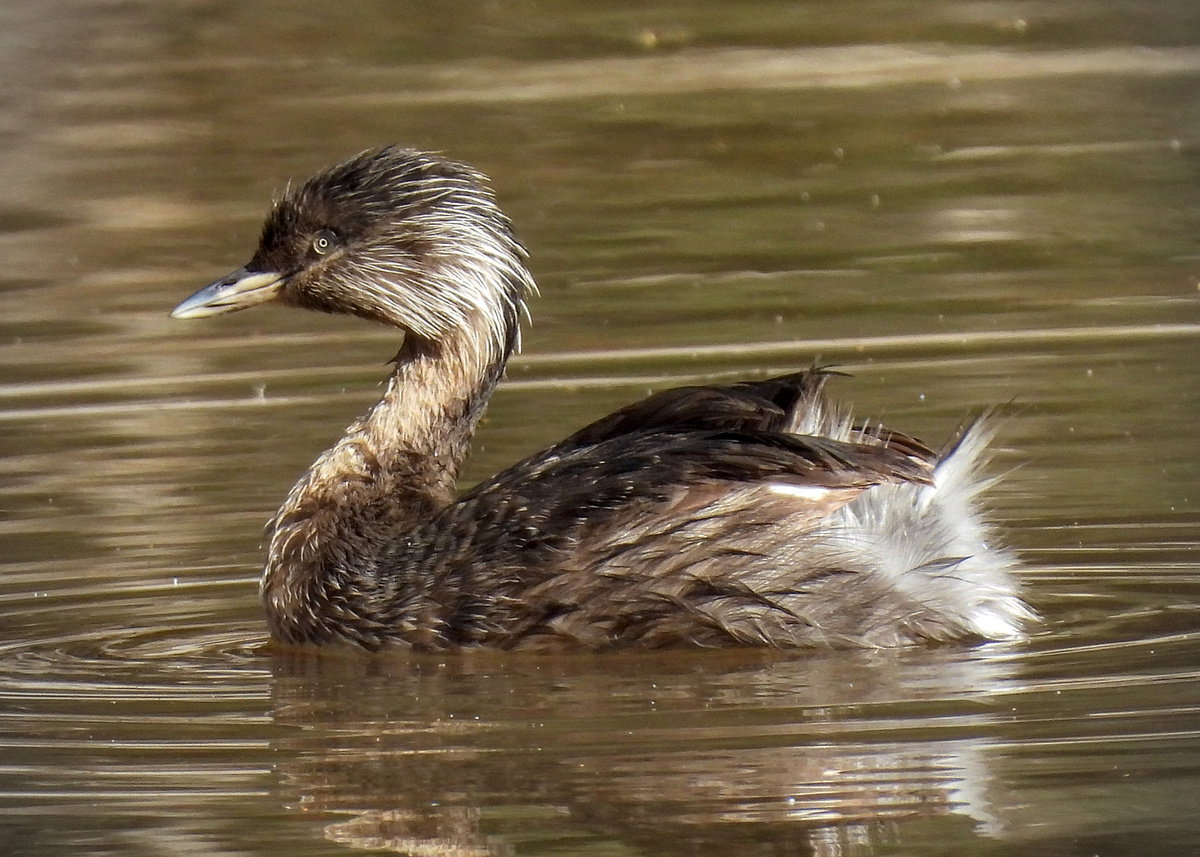 Hoary-headed Grebe Hoary-headed Grebe
