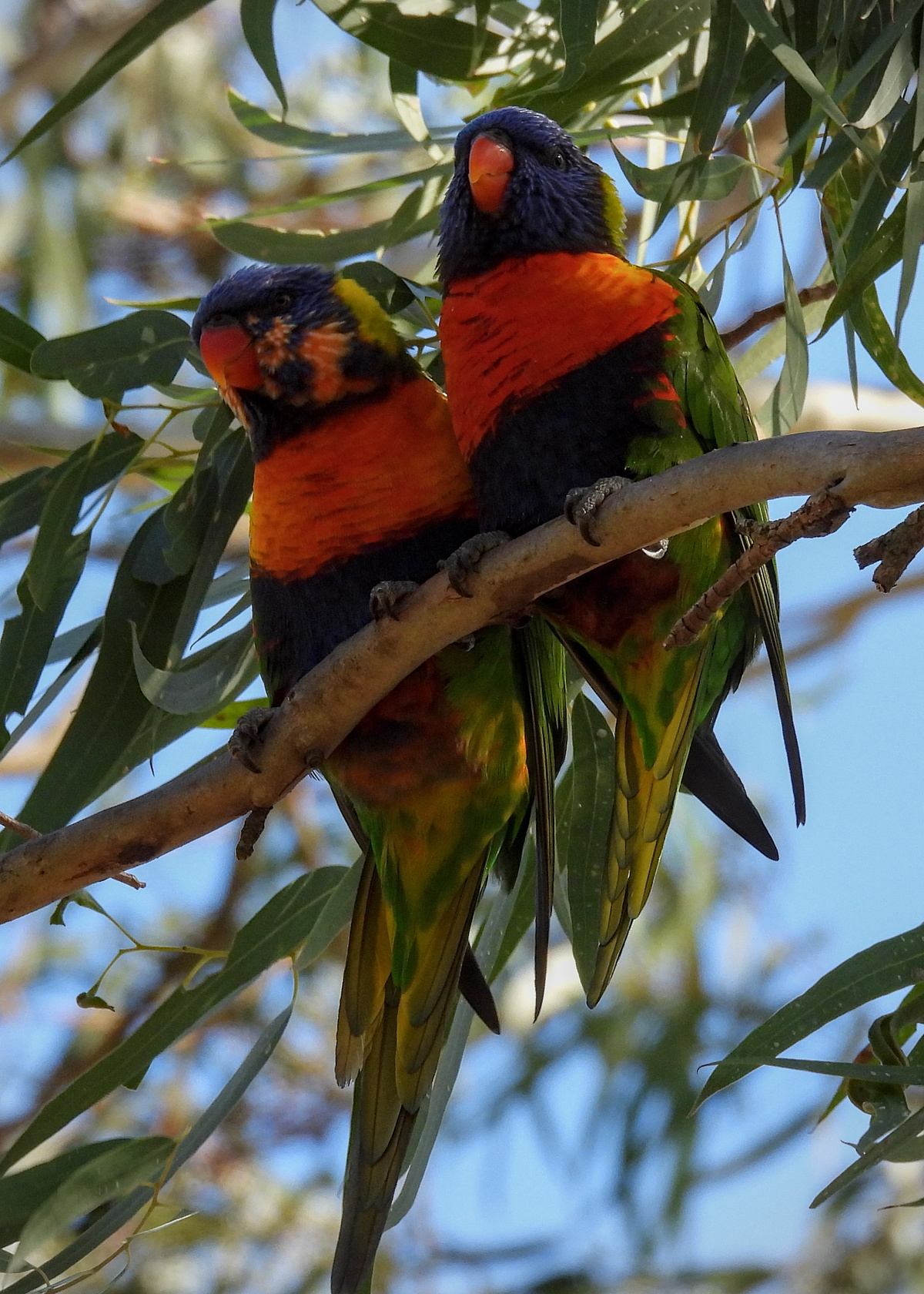 Rainbow Lorikeet Rainbow Lorikeet