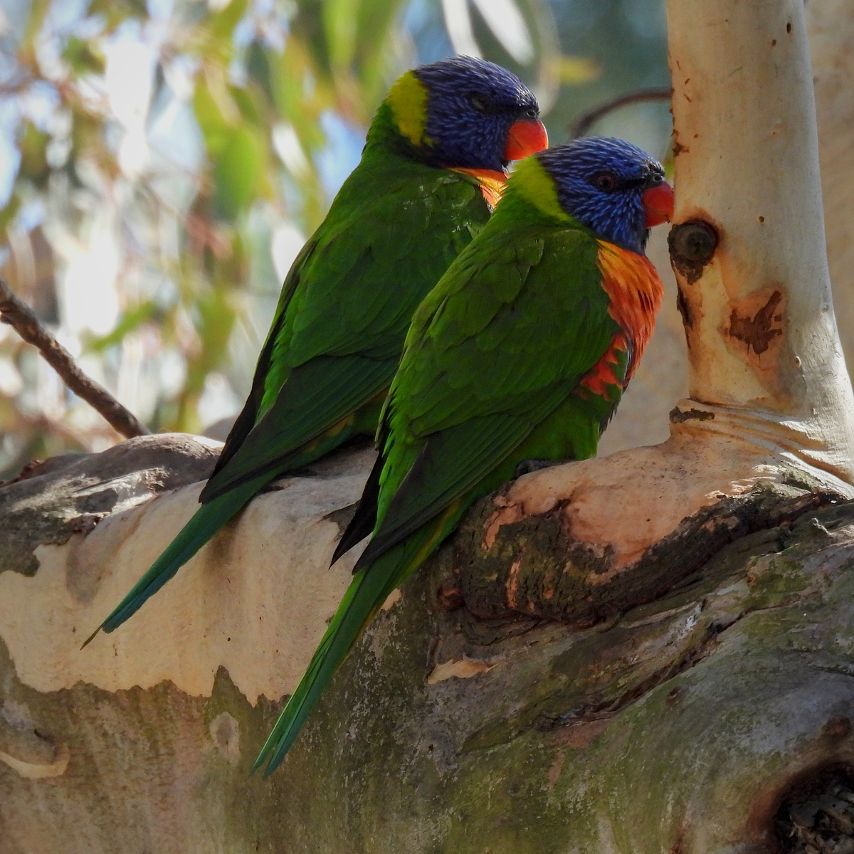 Rainbow Lorikeet Rainbow Lorikeet