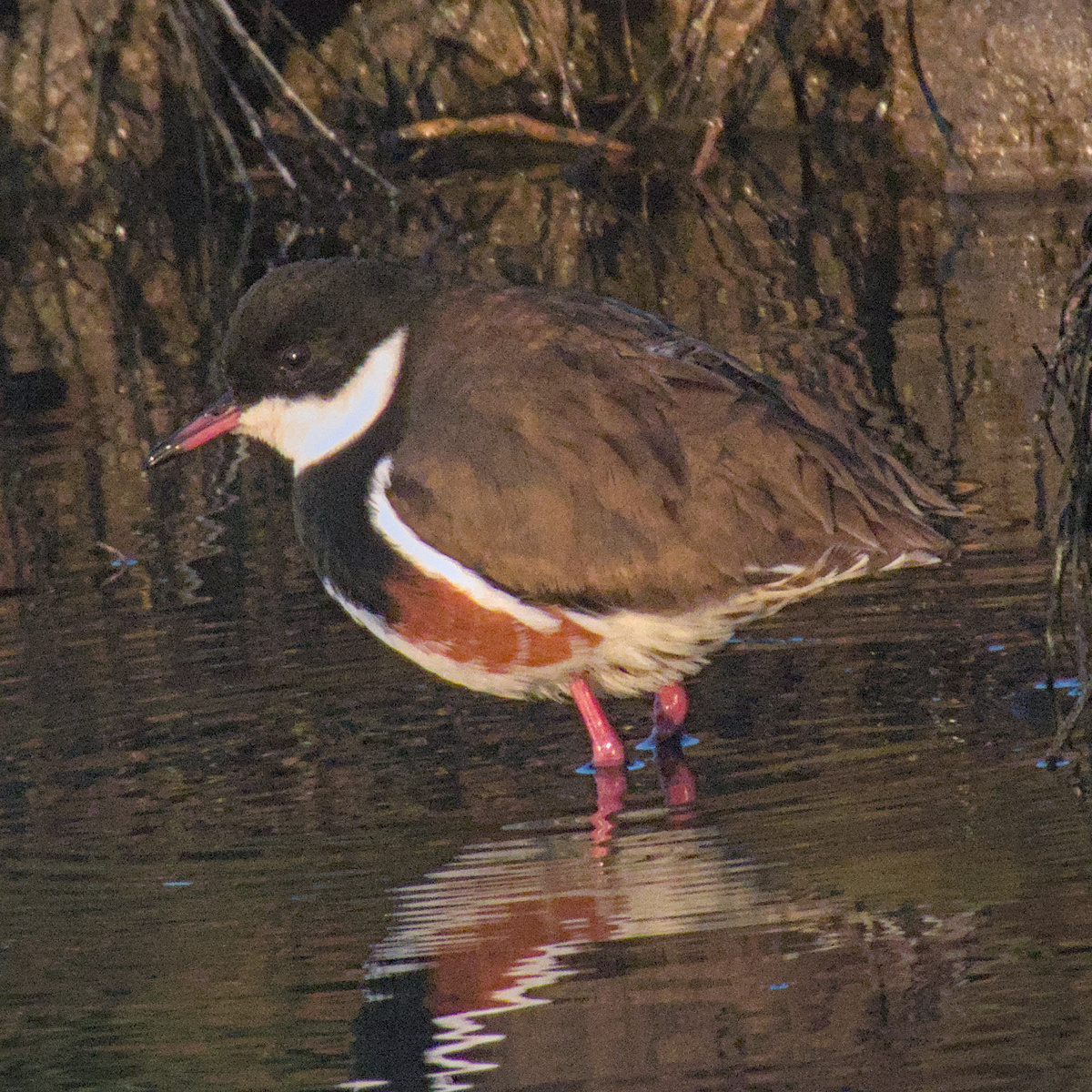 Red-kneed Dotterel Red-kneed Dotterel
