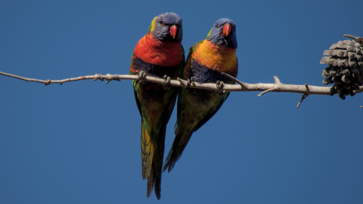 Rainbow Lorikeet Rainbow Lorikeet