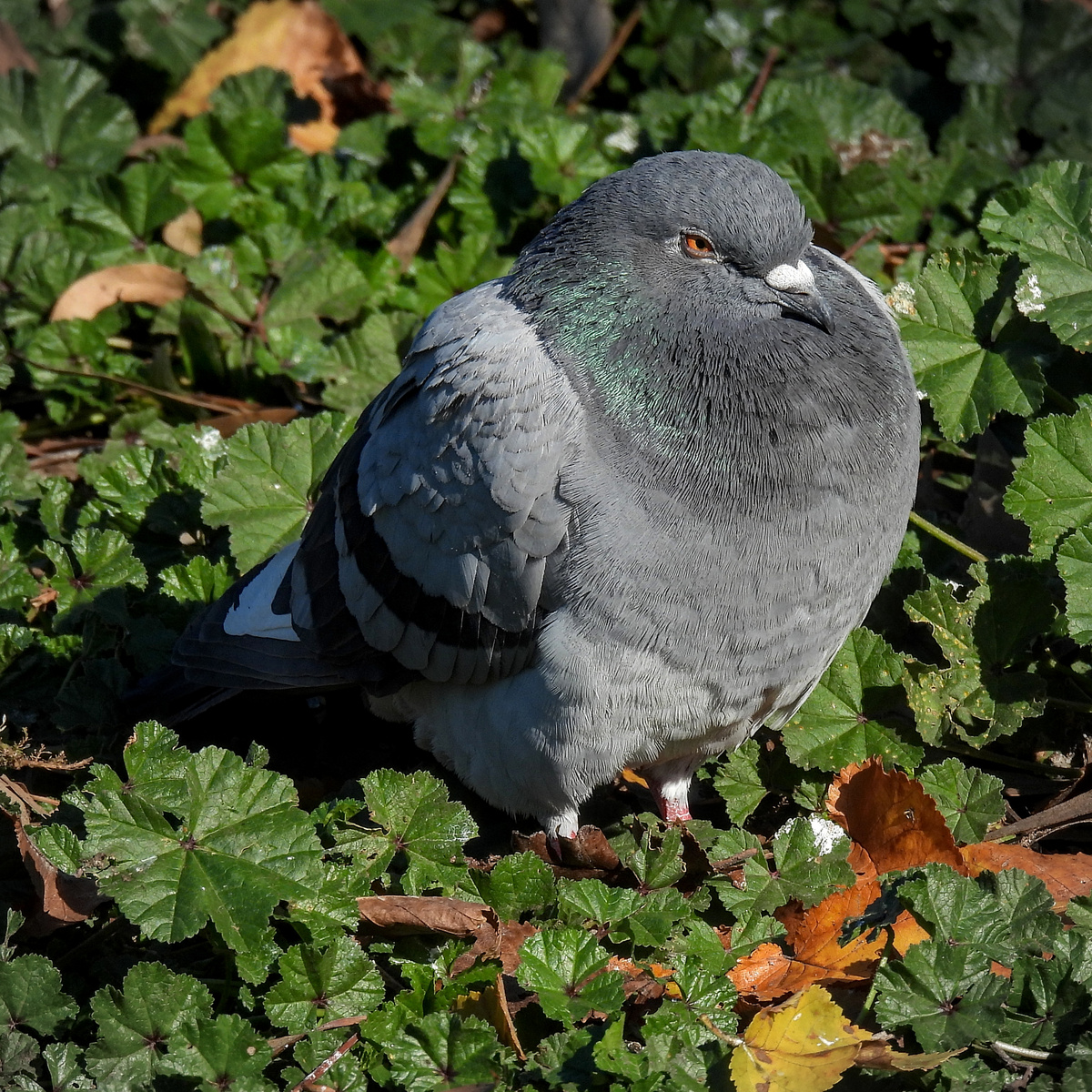 Rock Pigeon (Feral Pigeon) Rock Pigeon (Feral Pigeon)
