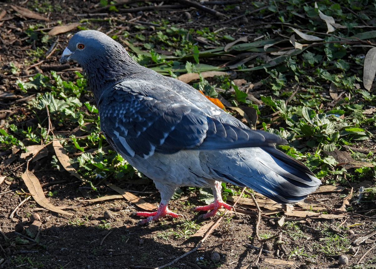 Rock Pigeon (Feral Pigeon) Rock Pigeon (Feral Pigeon)