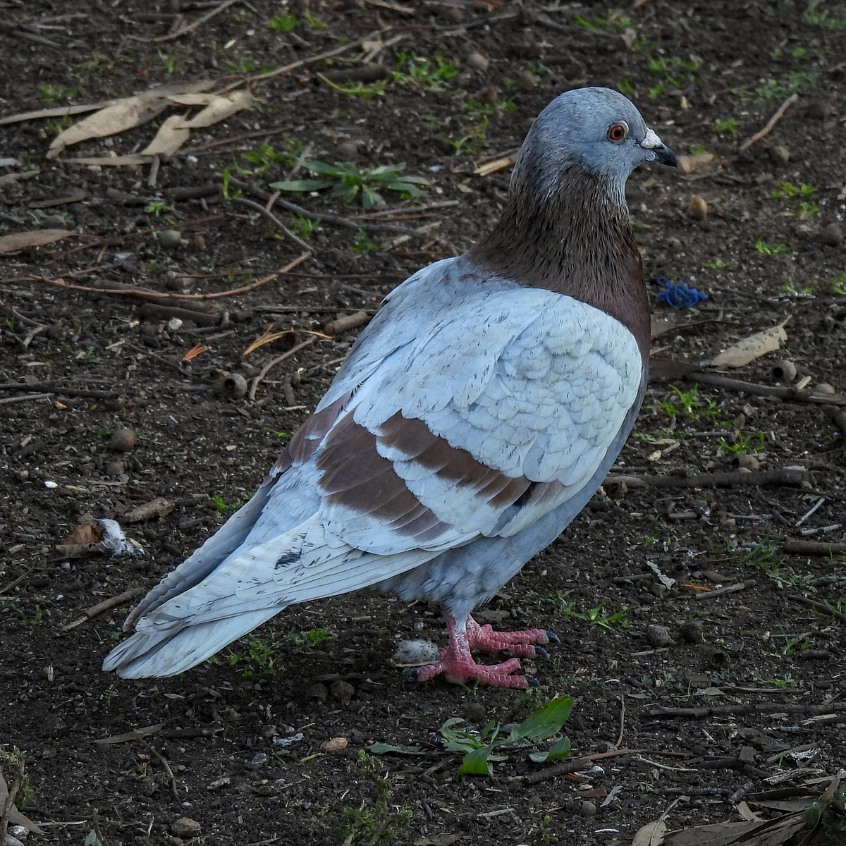 Rock Pigeon (Feral Pigeon) Rock Pigeon (Feral Pigeon)