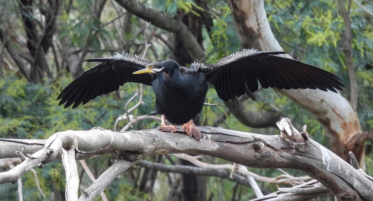 Australasian Darter Australasian Darter