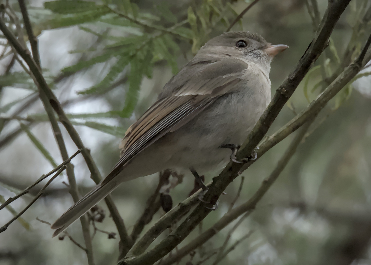 Golden Whistler Golden Whistler