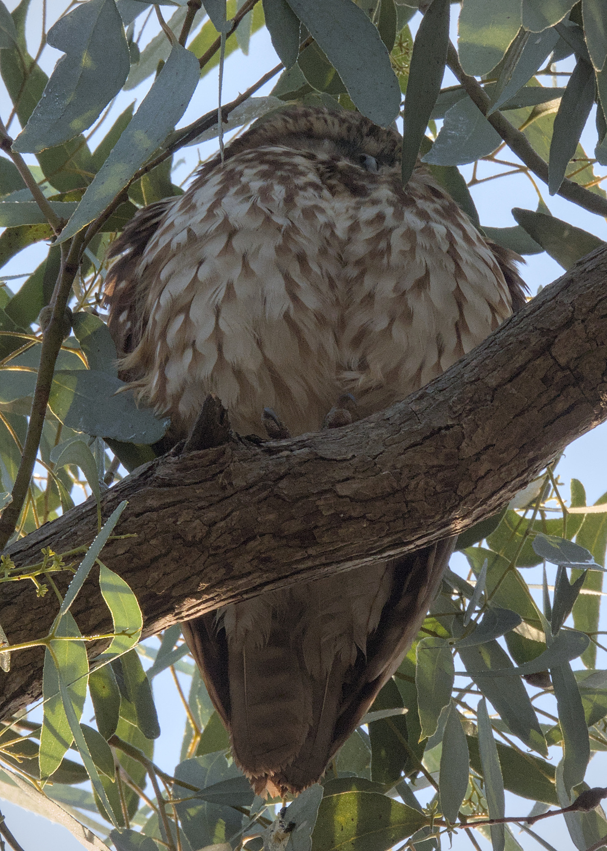 Australian Boobook Australian Boobook