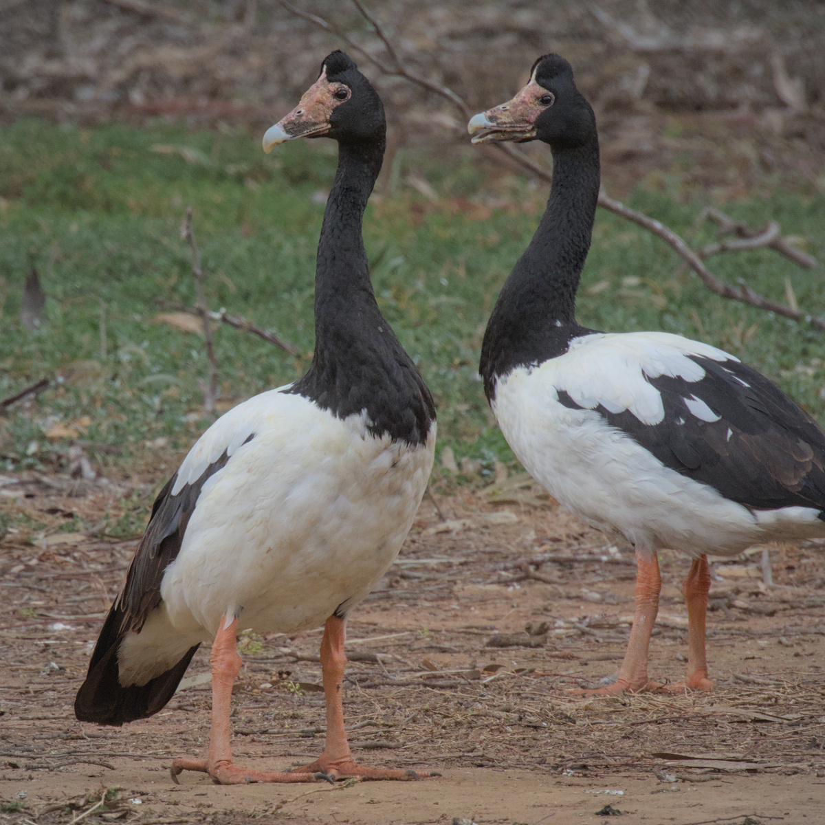 Magpie Goose Magpie Goose