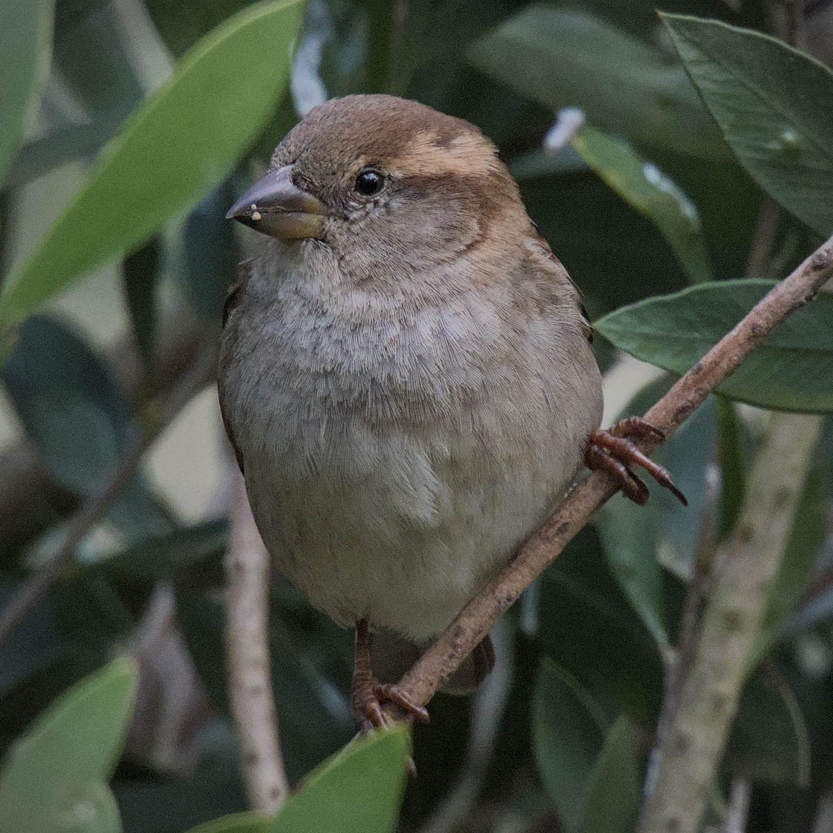 House Sparrow House Sparrow