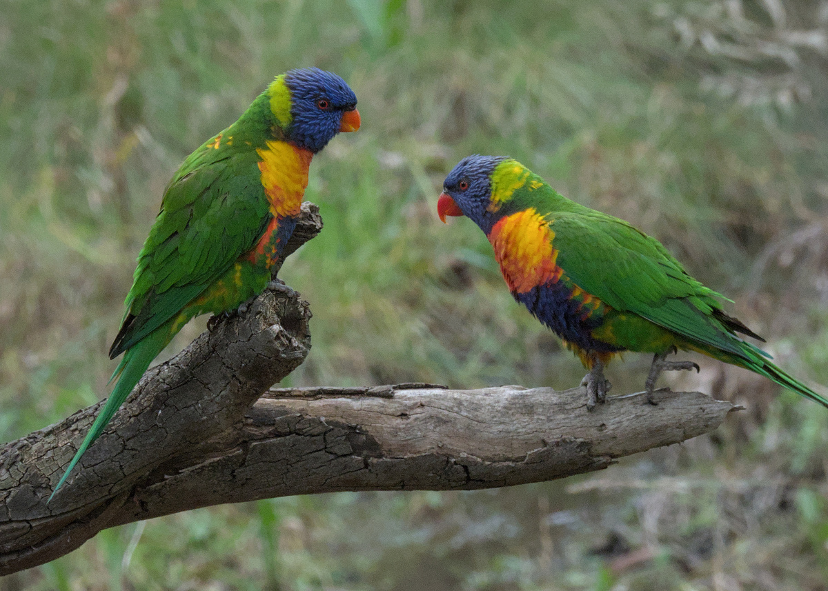 Rainbow Lorikeet Rainbow Lorikeet