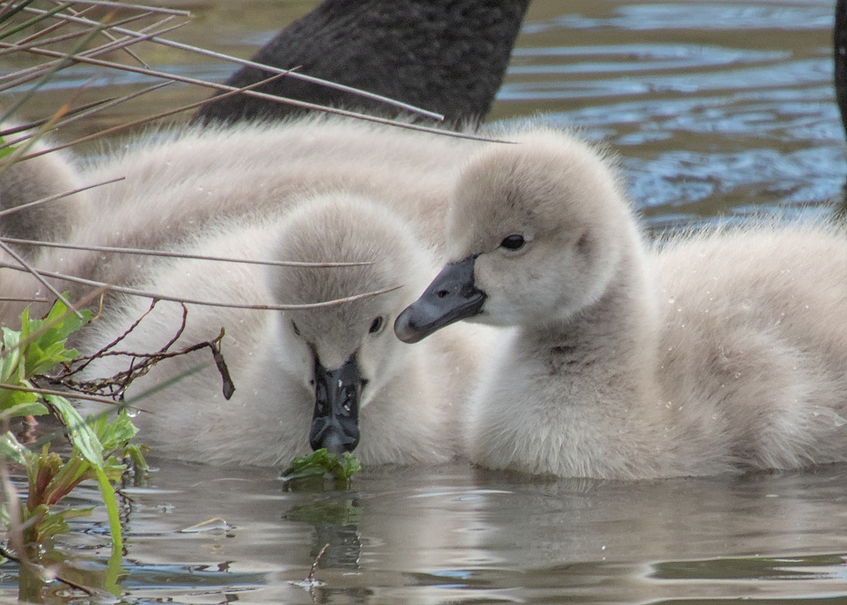 Black Swan Black Swan