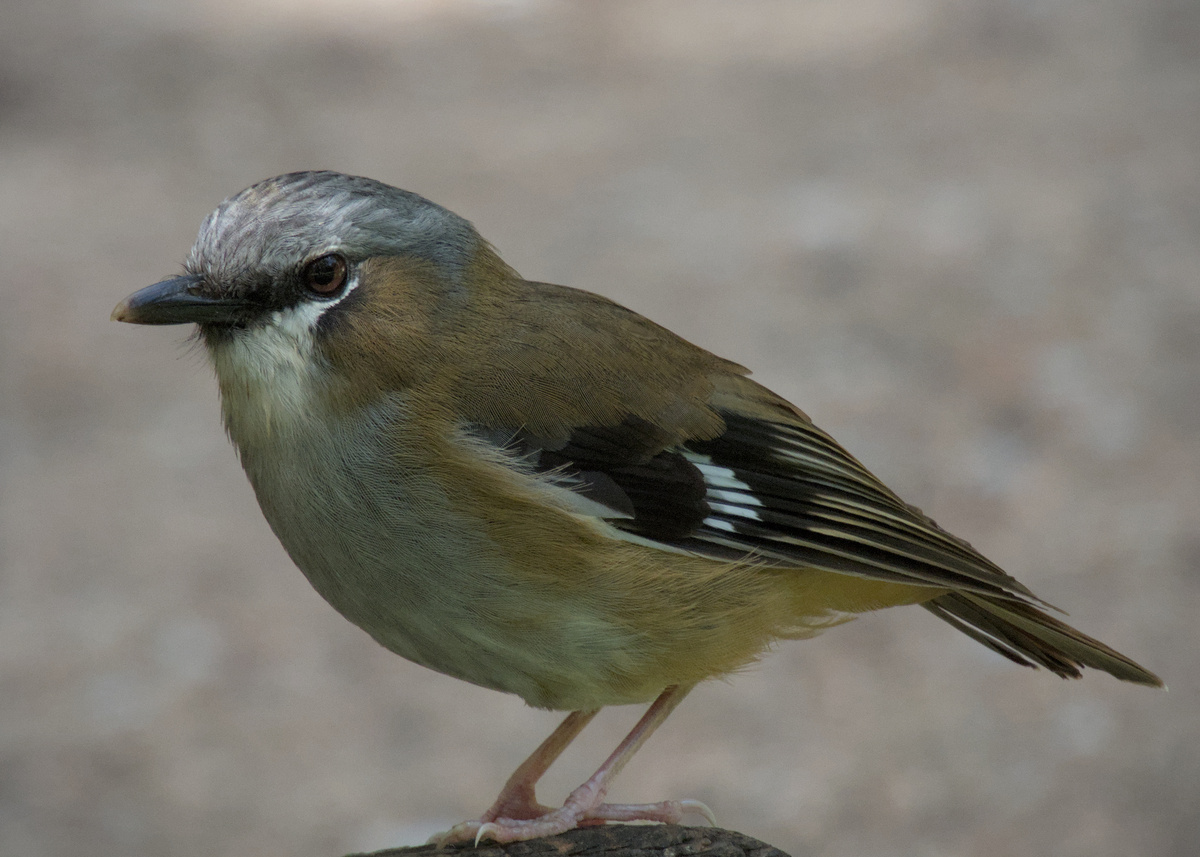 Gray-headed Robin Gray-headed Robin