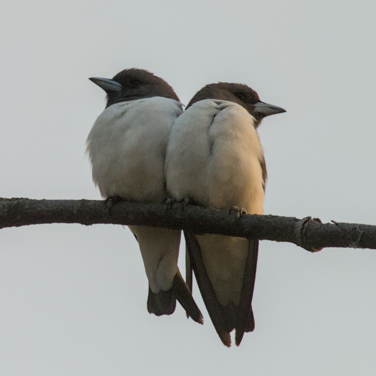 White-breasted Woodswallow White-breasted Woodswallow