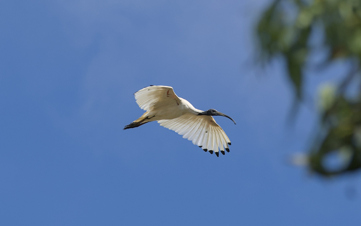 Australian Ibis Australian Ibis