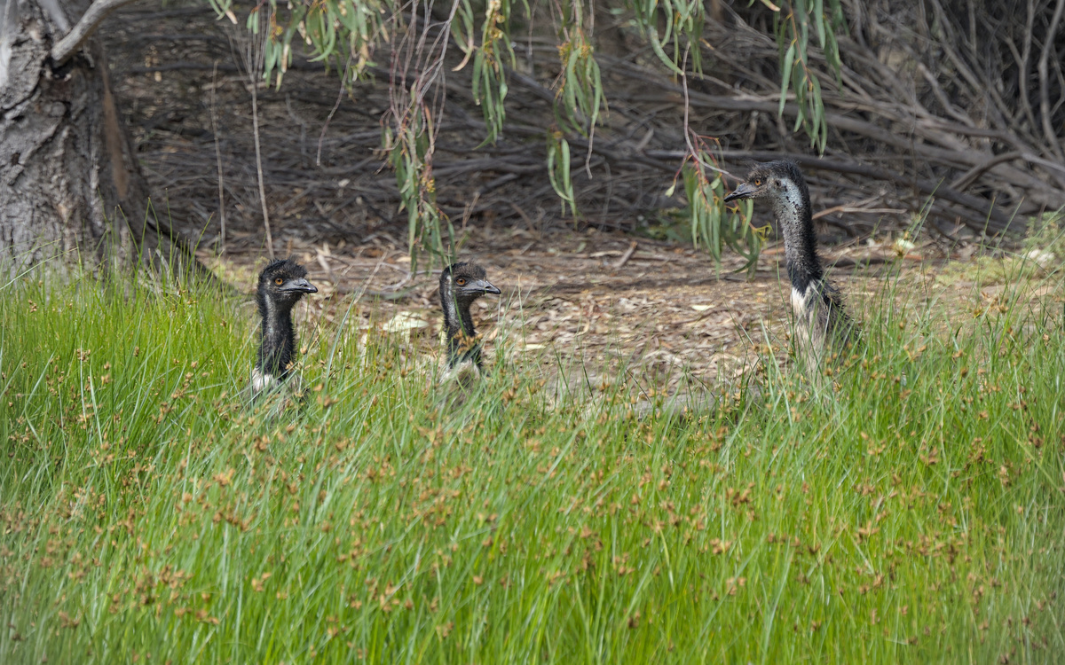 Emu Emu
