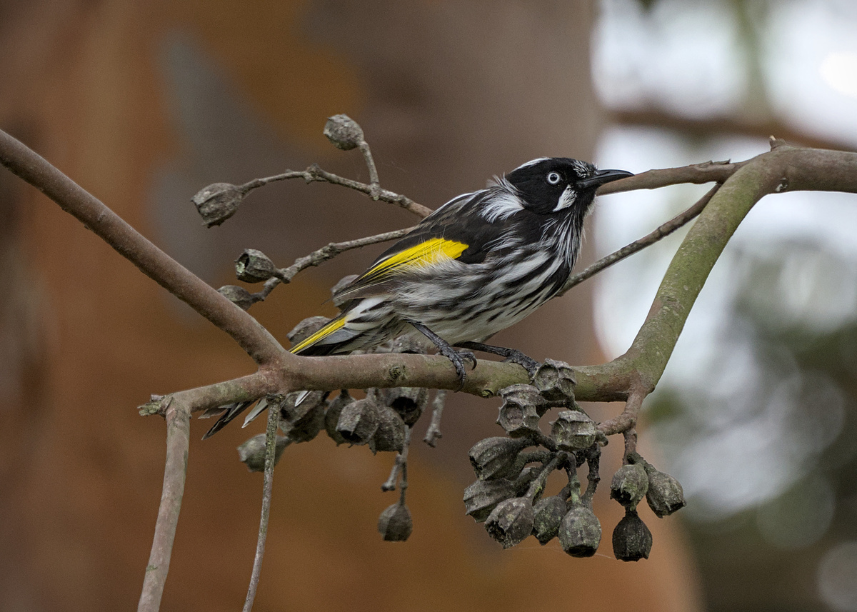 New Holland Honeyeater New Holland Honeyeater