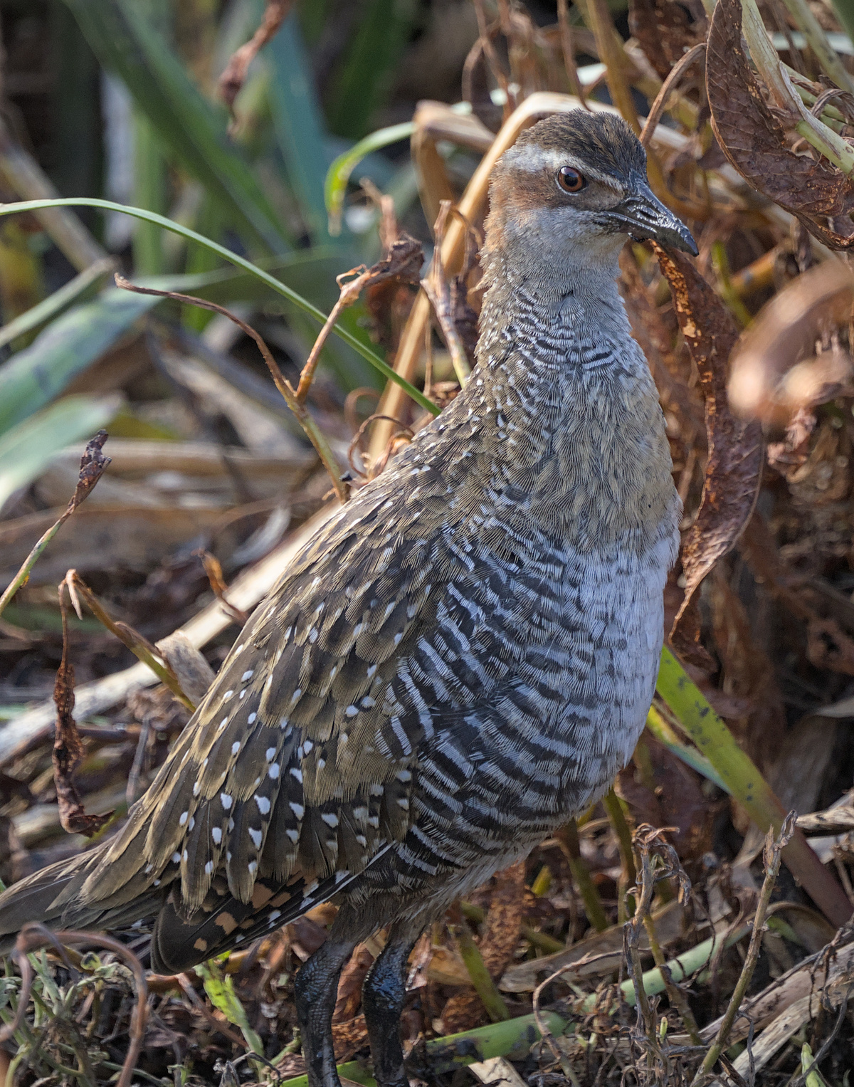 Buff-banded Rail Buff-banded Rail