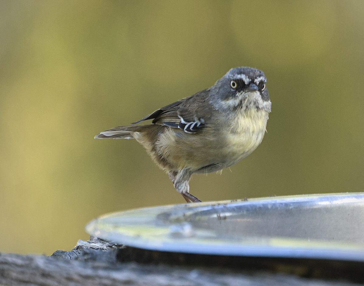 White-browed Scrubwren White-browed Scrubwren